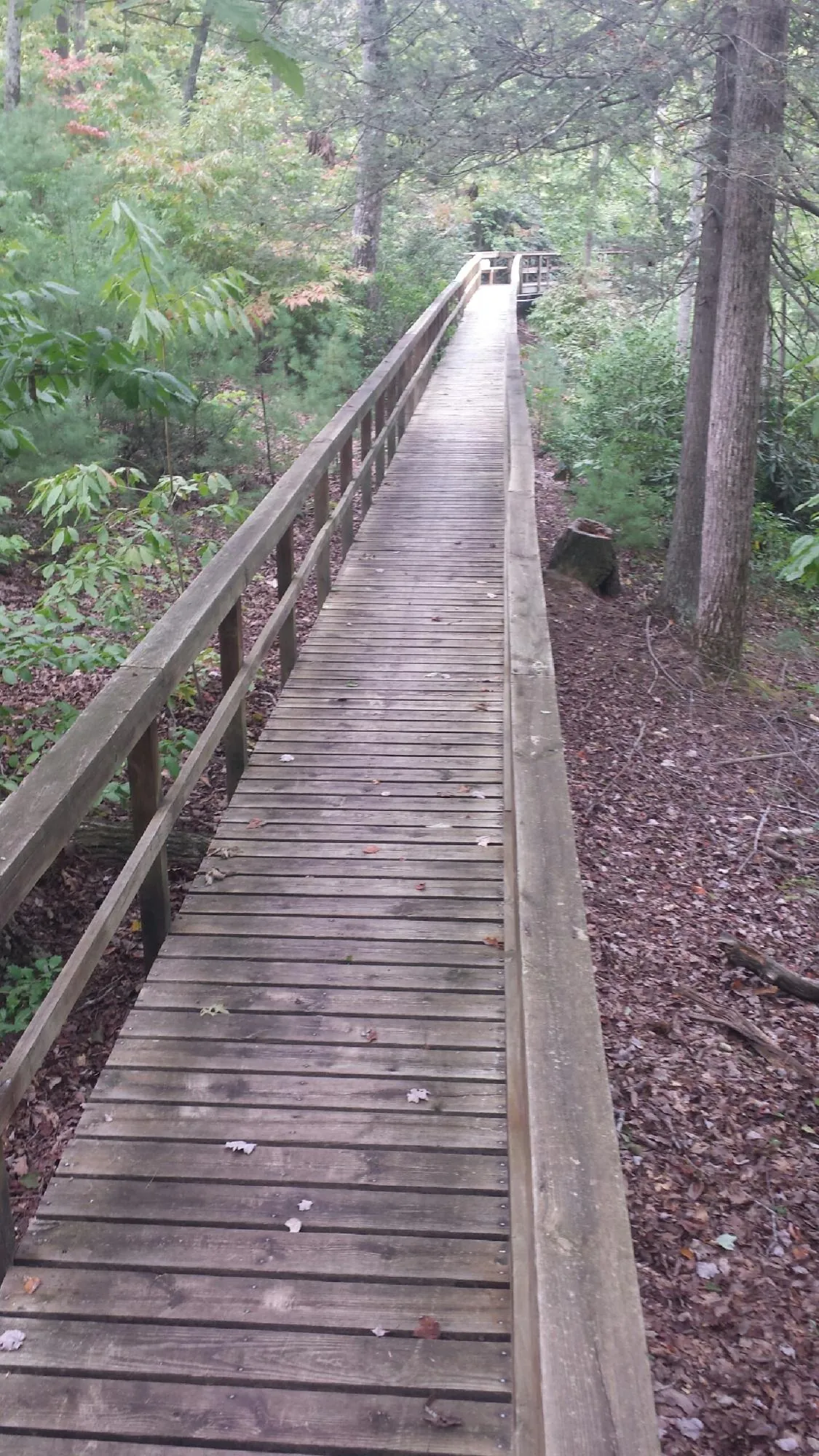 Long wood walkway with handrails built through the woods in Beulah
